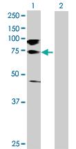 Anti-GAB1 Rabbit Polyclonal Antibody