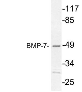 Antibody anti-BMP-7 100 µg