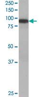 Anti-VPS35 Goat Polyclonal Antibody