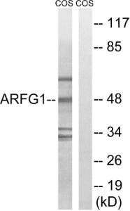 Western blot analysis of lysates from COS7 cells using Anti-ARFGAP1 Antibody. The right hand lane represents a negative control, where the antibody is blocked by the immunising peptide