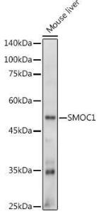 Western blot analysis of extracts of Mouse liver, using Anti-SMOC1 Antibody (A306232) at 1:1000 dilution