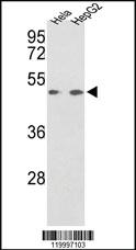 Anti-ENOB Rabbit Polyclonal Antibody