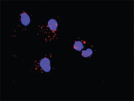 Anti-GAB1 Mouse Monoclonal Antibody [clone: 1B3]