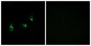 Immunofluorescence analysis of MCF7 cells using Anti-OR10G2 Antibody. The right hand panel represents a negative control, where the antibody was pre-incubated with the immunising peptide.