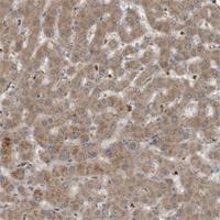 Anti-C9 Rabbit Polyclonal Antibody