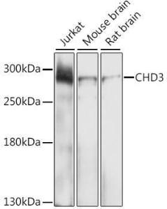 Western blot analysis of extracts of various cell lines, using Anti-CHD3 Antibody (A9008) at 1:1000 dilution