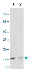 Anti-IL1B Rabbit Polyclonal Antibody