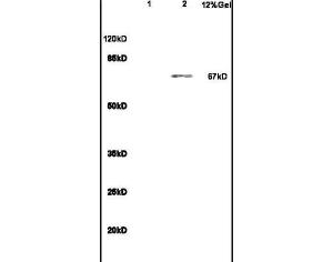 Anti-IL23R Rabbit Polyclonal Antibody