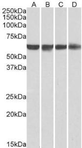 Anti-PTBP1 Antibody (A83482) (001 µg/ml) staining of HeLa (A), HepG2 (B), Jurkat (C) and HEK293 (D) nuclear lysates (35 µg protein in RIPA buffer) Primary incubation was 1 hour Detected by chemiluminescence