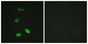 Anti-v-Myb + c-Myb Rabbit Polyclonal Antibody