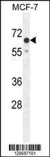 Anti-CO027 Rabbit Polyclonal Antibody