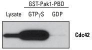 Active GTPase pull-down and detection kits