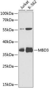 Western blot analysis of extracts of various cell lines, using Anti-MBD3 Antibody (A9015) at 1:1,000 dilution