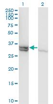 Anti-CASP1 Mouse Monoclonal Antibody [clone: 3D2]