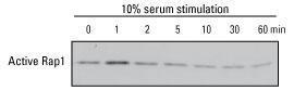 Active GTPase pull-down and detection kits