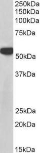 Anti-PTBP1 Antibody (A83482) (003 µg/ml) staining of lysates of cell line NIH3T3 (35 µg protein in RIPA buffer) Primary incubation was 1 hour Detected by chemiluminescence