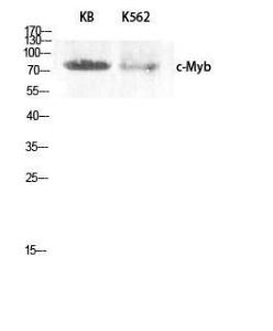 Anti-v-Myb + c-Myb Rabbit Polyclonal Antibody