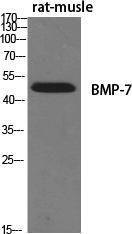 Antibody anti-BMP-7 100 µg