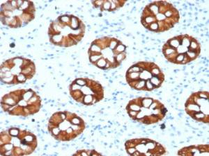 Immunohistochemical analysis of formalin-fixed, paraffin-embedded human normal colon using Anti-Cytokeratin 20 Antibody [KRT20/1993]