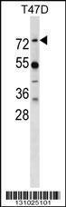 Anti-MX1 Rabbit Polyclonal Antibody (APC (Allophycocyanin))