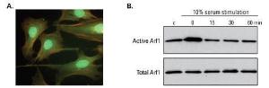 Active GTPase pull-down and detection kits