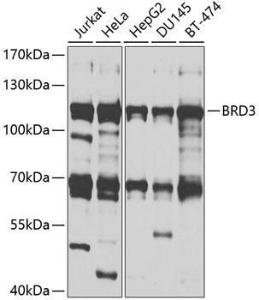 Anti-BRD3 Rabbit Polyclonal Antibody