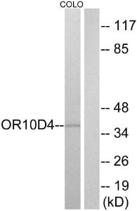 Western blot analysis of lysates from COLO cells using Anti-OR10D4 Antibody. The right hand lane represents a negative control, where the antibody is blocked by the immunising peptide.