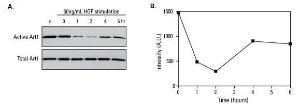 Active GTPase pull-down and detection kits