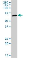 Anti-MPP2 Mouse Polyclonal Antibody