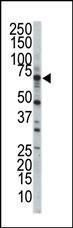 Anti-SRPK3 Rabbit Polyclonal Antibody