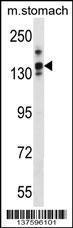 Anti-LRRC16A Rabbit Polyclonal Antibody (AP (Alkaline Phosphatase))