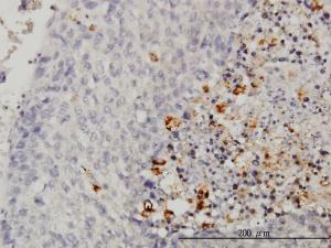 Anti-CASP1 Mouse Monoclonal Antibody [clone: 3D2]