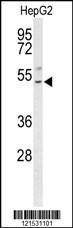 Anti-BLZF1 Rabbit Polyclonal Antibody (AP (Alkaline Phosphatase))