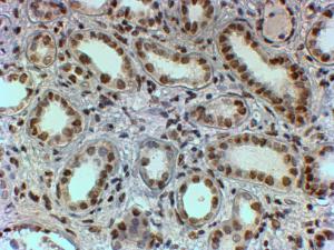 Anti-PTBP1 Antibody (A83482) (2 µg/ml) staining of paraffin embedded Human Kidney Steamed antigen retrieval with Tris/EDTA buffer pH 9, HRP-staining