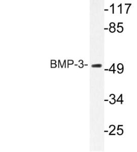 Western blot analysis of lysate from HeLa cells using Anti-BMP-3 Antibody