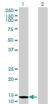 Anti-SRP19 Mouse Polyclonal Antibody