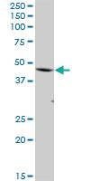 Anti-FBXO28 Mouse Polyclonal Antibody