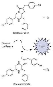 Gaussia luciferase glow assay kit, Pierce™