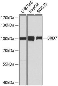 Western blot analysis of extracts of various cell lines, using Anti-BRD7 Antibody (A9032) at 1:1000 dilution