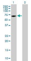 Anti-MPP2 Mouse Polyclonal Antibody