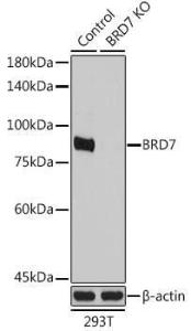 Western blot analysis of extracts from normal (control) and BRD7 Rabbit polyclonal antibody knockout (KO) 293T cells, using Anti-BRD7 Antibody (A9032) at 1:1000 dilution