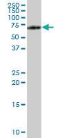 Anti-MPP2 Mouse Polyclonal Antibody