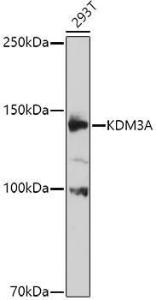 Western blot analysis of extracts of 293T cells, using Anti-KDM3A/JHDM2A Antibody (A9035) at 1:1,000 dilution