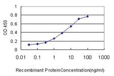 Anti-CASP1 Mouse Monoclonal Antibody [clone: 3D2]