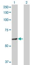 Anti-GABPA Rabbit Polyclonal Antibody