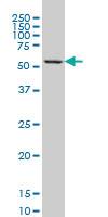 Anti-GABPA Mouse Monoclonal Antibody [clone: 4B8-G6]