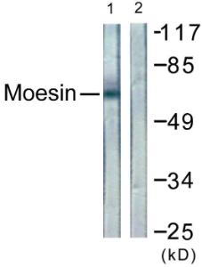 Western blot analysis of lysates from NIH/3T3 cells using Anti-Moesin Antibody. The right hand lane represents a negative control, where the antibody is blocked by the immunising peptide.