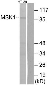 Western blot analysis of lysates from HT-29 cells using Anti-MSK1 Antibody. The right hand lane represents a negative control, where the antibody is blocked by the immunising peptide.