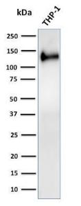 Western blot analysis of human THP-1 cell lysate using Anti-CD31 Antibody [C31/2876R]