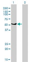 Anti-GABPA Mouse Monoclonal Antibody [clone: 4B8-G6]